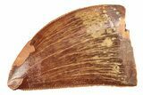 Serrated, Juvenile Carcharodontosaurus Tooth - Morocco #276025-1